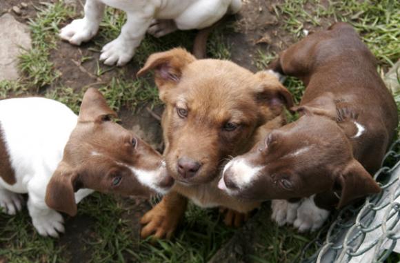Perros Y Gatos Sufren Abandono En Colombia Durante Cuarentena