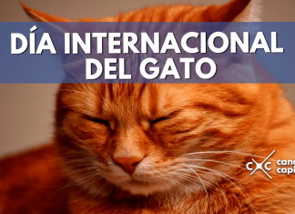 Día Internacional del Gato