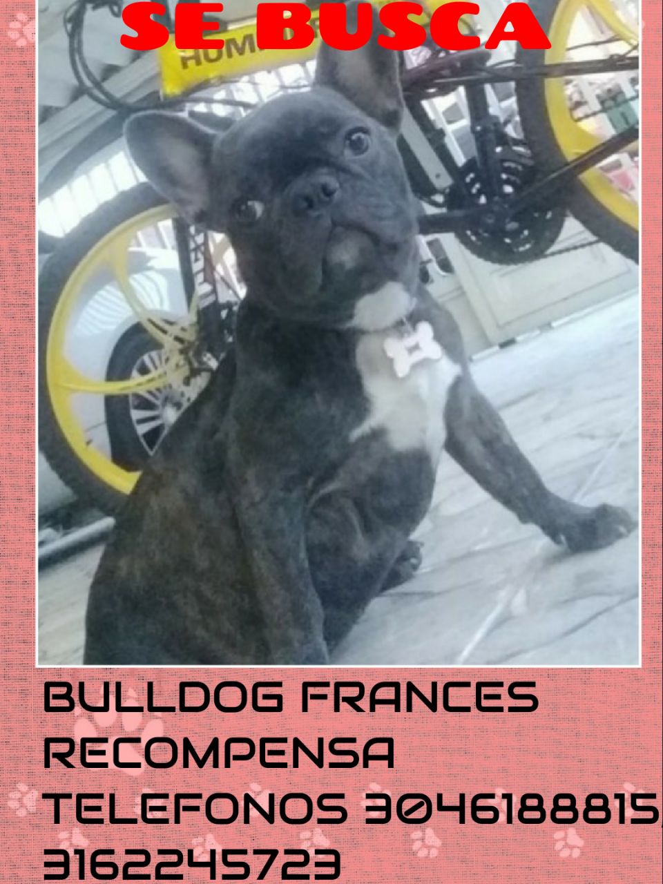 bulldog frances