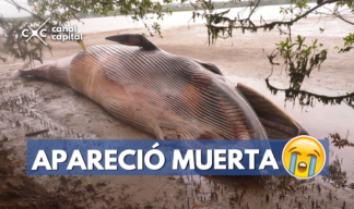 ballena muerta en Buenaventura