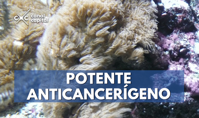 Coral anticancerígena en aguas colombianas