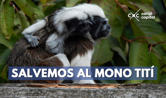 Colombia declaró nueva área protegida para preservar al mono Tití