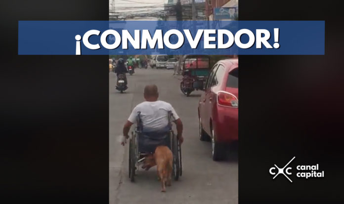 perro empuja a dueño en silla de ruedas