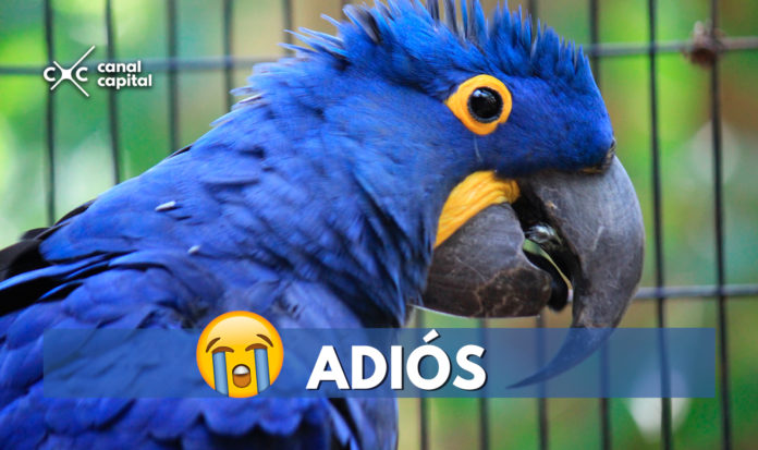 ¡Triste noticia! El guacamayo azul es declarado extinto