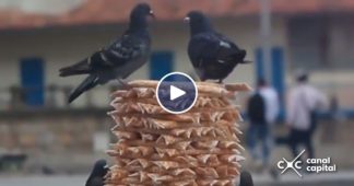alimentar a las palomas