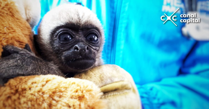 Autoridades rescatan un primate y siete aves silvestres en Bogotá