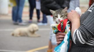 ¡Prográmese! Esterilización gratuita para perros y gatos en Bogotá