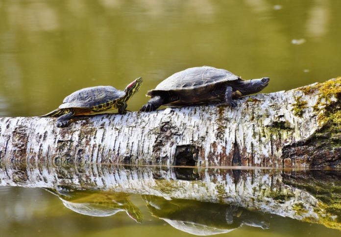 El 61% de las especies de tortugas está amenazado