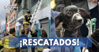 perritos-rescatados