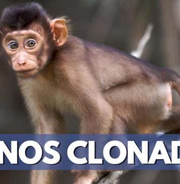 Científicos chinos clonan monos genéticamente modificados