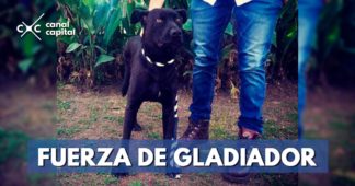Gladiador, el perro rescatado por protección animal