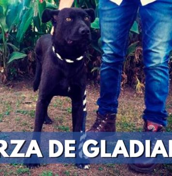 Gladiador, el perro rescatado por protección animal