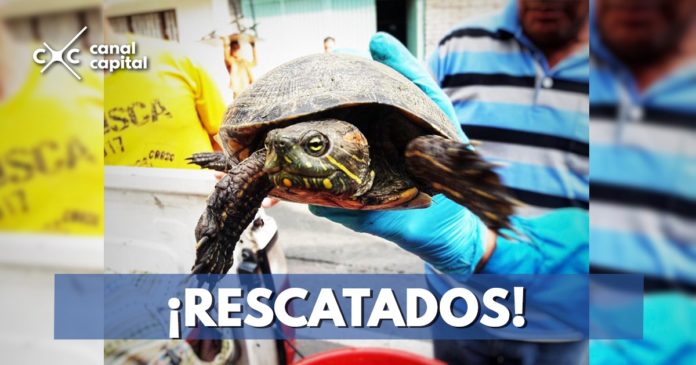 Recuperados 69 animales silvestres que iban a ser traficados en Bogotá