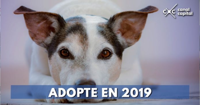 adopción de mascotas en Bogotá