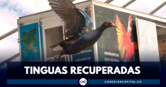 Más de 1.000 tinguas han sido recuperadas en Bogotá