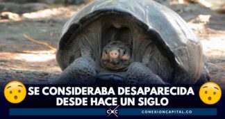 encuentran tortuga gigante en ecuador