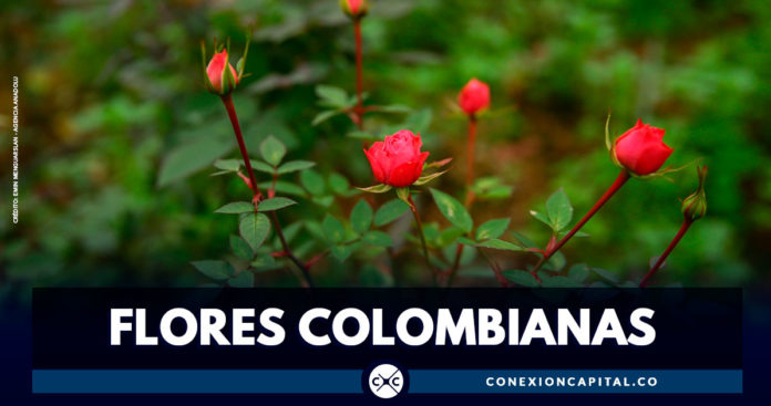 Colombia exporta 35.000 toneladas de flores para la celebración de San Valentín