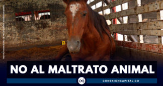 Rescatan 23 caballos maltratados en Bogotá