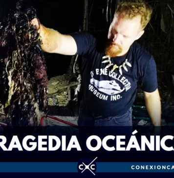 Encuentran 40 kilos de plástico en el estómago de ballena muerta