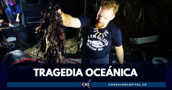 Encuentran 40 kilos de plástico en el estómago de ballena muerta