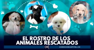 perros rescartados en Bogotá