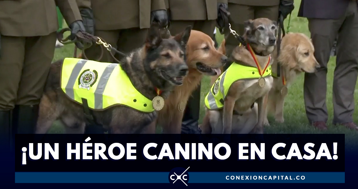 Convocatoria para adoptar a perros jubilados de la Policía de Carabineros