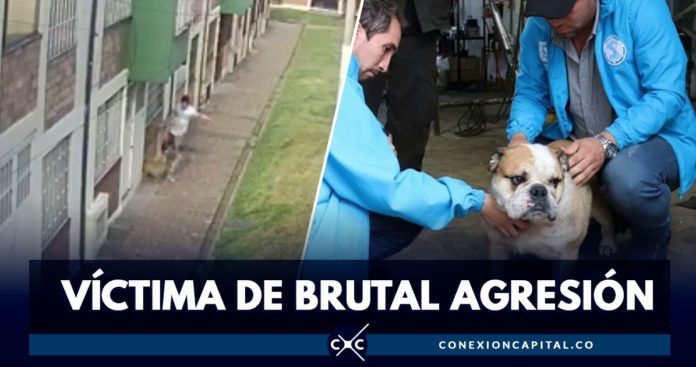 maltrato de perro en Bogotá