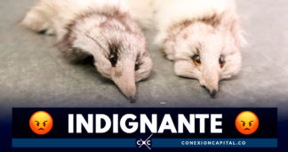 Incautan 148 animales muertos que iban a ser comercializados en Bogotá
