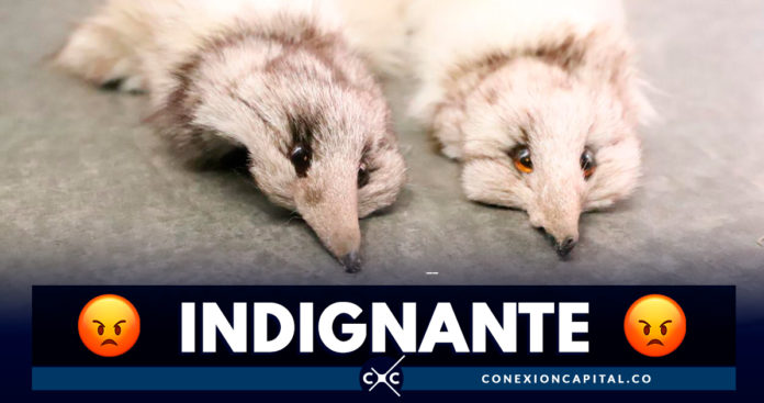 Incautan 148 animales muertos que iban a ser comercializados en Bogotá