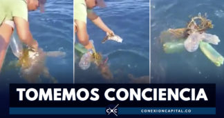 EN VIDEO: tortuga pierde aleta por culpa de la basura en el mar