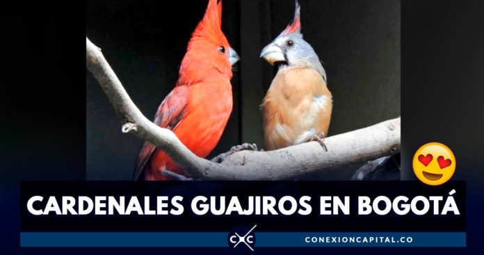 cardenal guajiro en bogotá