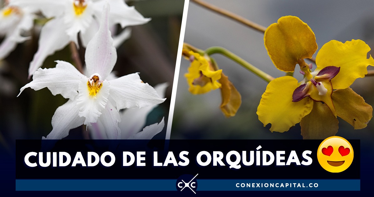 Cómo cuidar una orquídea en casa?