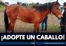 adopción de caballos en Bogotá