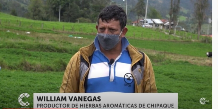 Productores de hierbas aromáticas de Chipaque en crisis