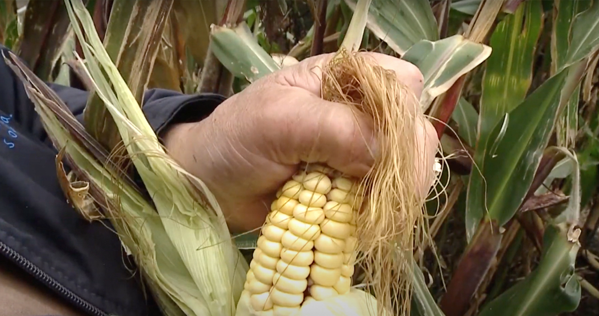 El maíz colombiano: un legado campesino