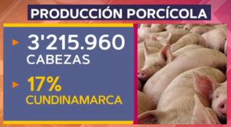 Producción de carne de cerdo.