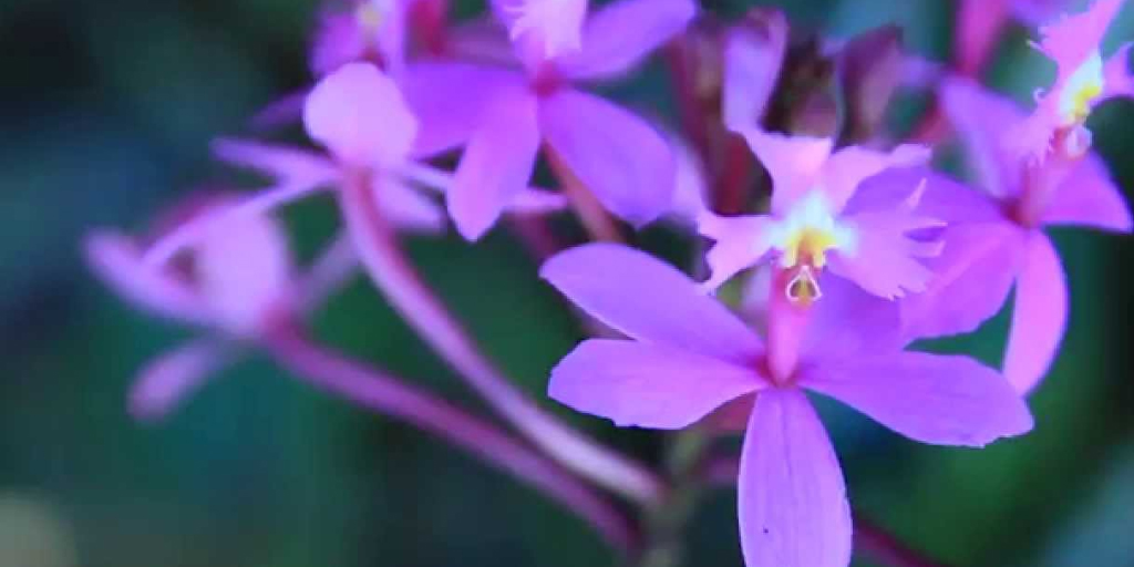 Descubren tres especies de orquídeas en el Pacífico colombiano